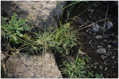 Juncus prismatocarpus